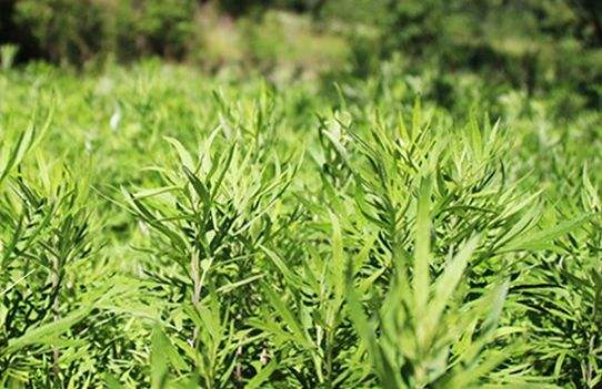 端午前后，使用艾條有什么作用？